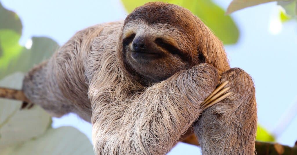 Interesting animals – sloth