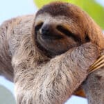 Sloths have poor hearing and rely on their sense of smell and touch to find food.