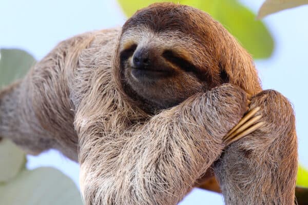 Sloths have poor hearing and rely on their sense of smell and touch to find food.