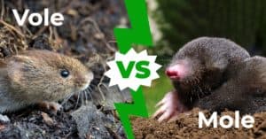 Vole vs Mole: The 7 Key Differences Picture