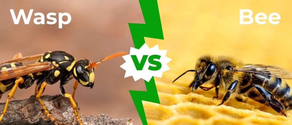 wasp vs bee