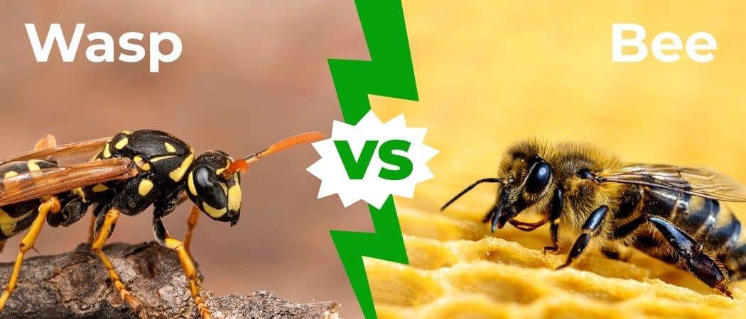 Did a Wasp Sting Me? Treatment Options, Allergic Reactions, Home Remedies,  and More