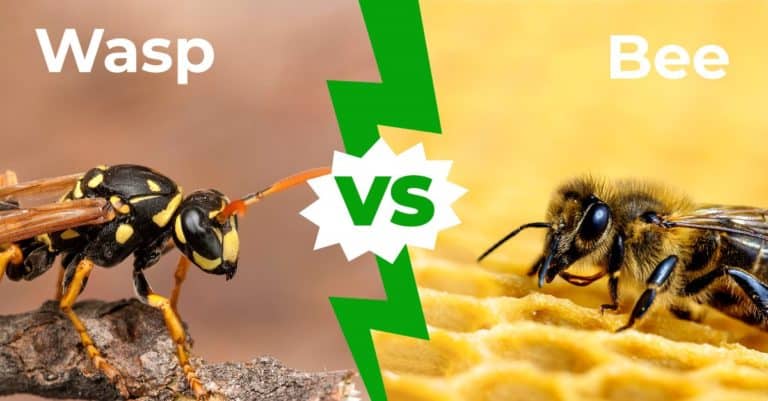wasp vs bee