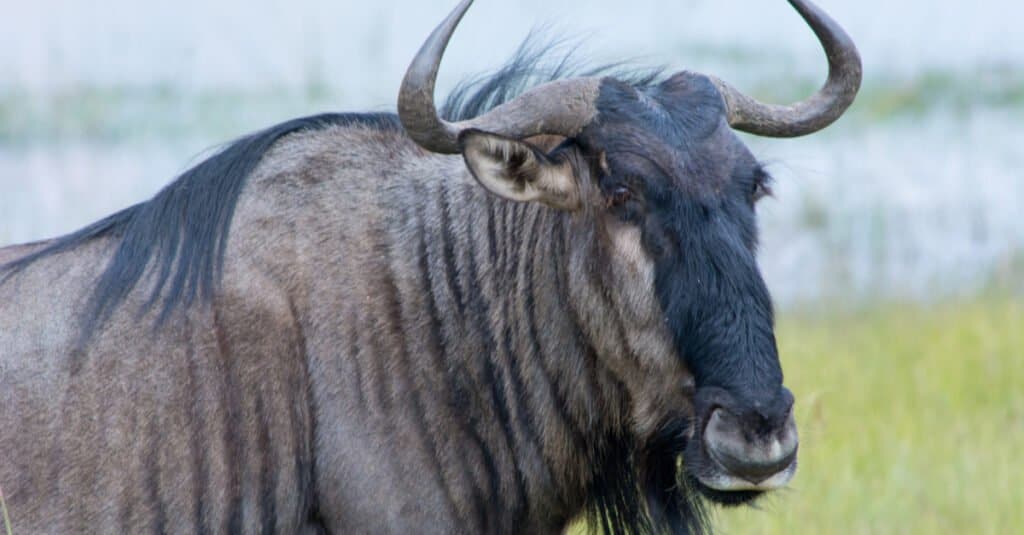 Buffalo Vs Wildebeest: What Are The 5 Major Differences? - A-Z Animals