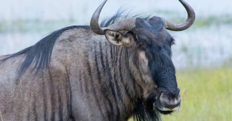 Animal migration - wildebeest