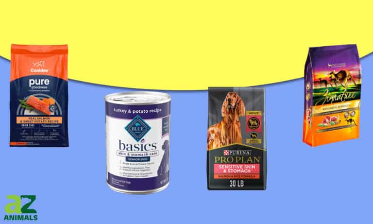 Best Dog Food for Allergies