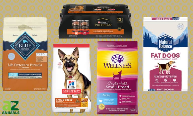 Best Senior Dog Food