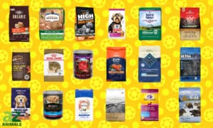 Choosing The Best Dog Foods: Everything You Need To Know Picture