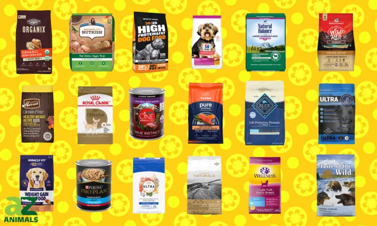 Best Dog Foods