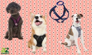 Looking for the Best No-Pull Dog Harness? Picture