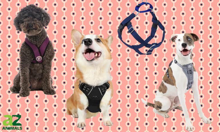 No-Pull Dog Harness