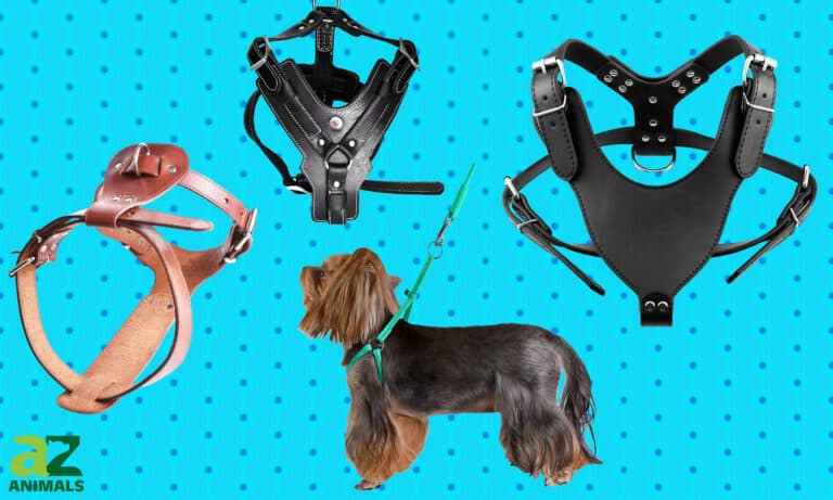 Leather Dog Harness