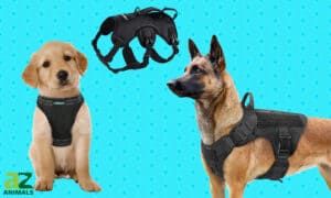 Our Top Picks for the Best Rabbitgoo Dog Harnesses: Ranked Picture