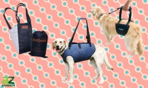 The Best Dog Lift Harness: Updated Picture