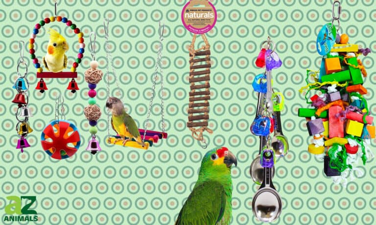 Best Bird Toys
