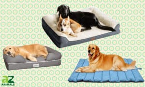 The Best Waterproof Dog Beds Picture