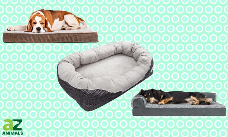 Best Orthopedic Dog Beds