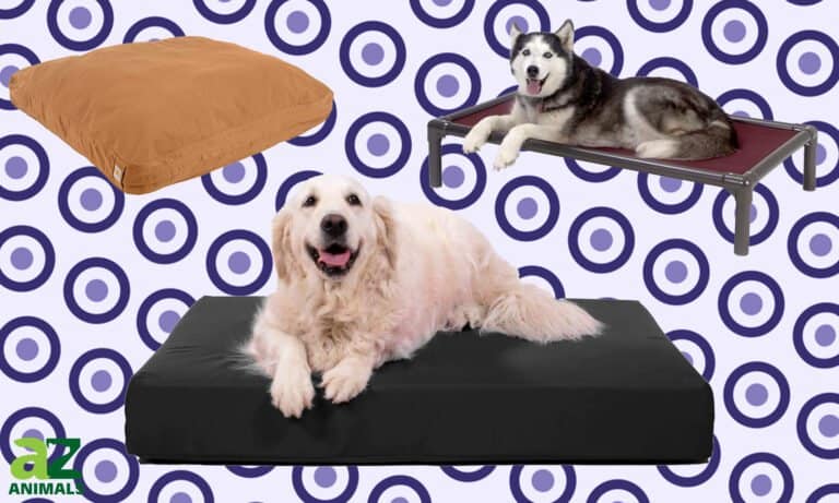 Indestructible Dog Beds