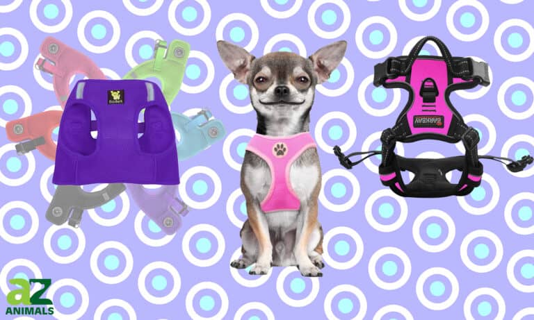 Best Puppy Harness