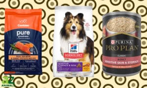 Here’s the Best Dog Food for Shedding Picture