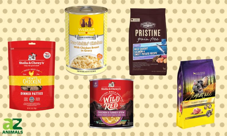 Yeast-free Dog Foods