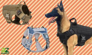 Compare the Best Tactical Dog Harnesses Picture