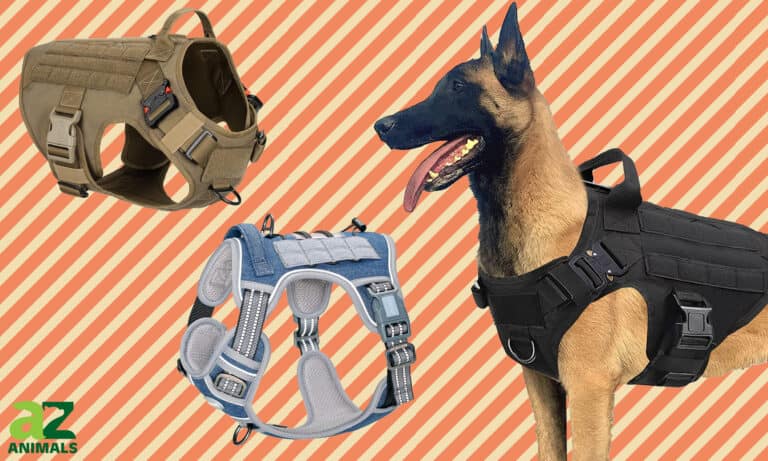 Best Tactical Dog Harness