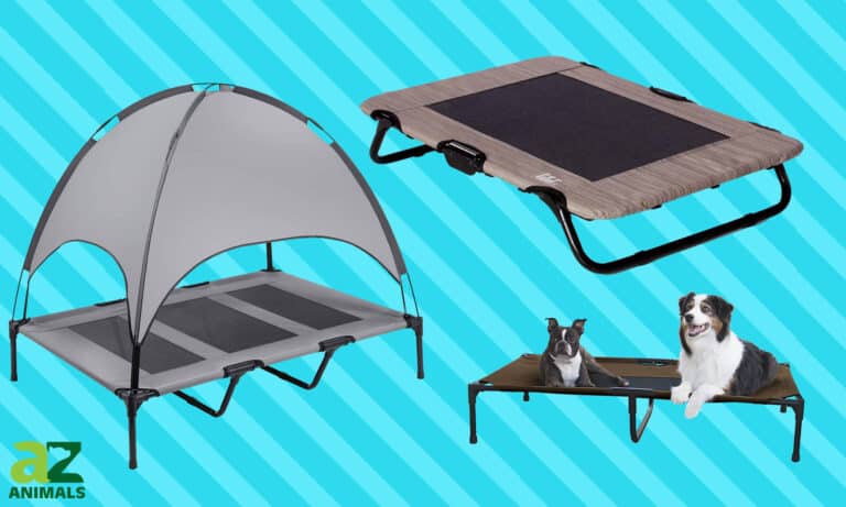 Raised Dog Beds