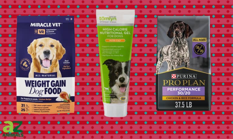High-Calorie Dog Food