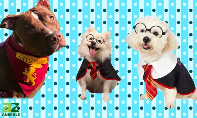Harry Potter Dog Costumes