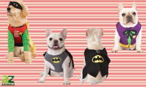 Check Out the Best Batman Dog Costumes Picture