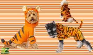 The Best Dog Tiger Costumes Picture