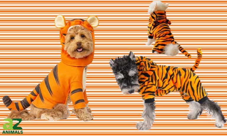 Dog Tiger Costumes