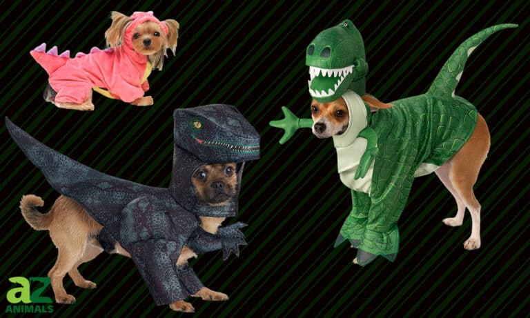 Dog Dinosaur Costumes