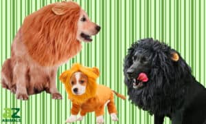 Here Are the Best Dog Lion Costumes Picture