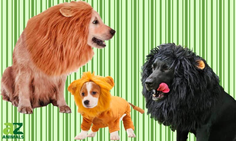 Dog Lion Costumes