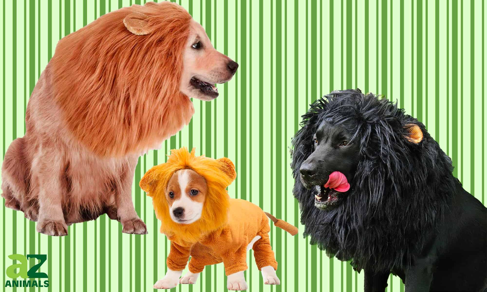 Here Are the Best Dog Lion Costumes - AZ Animals