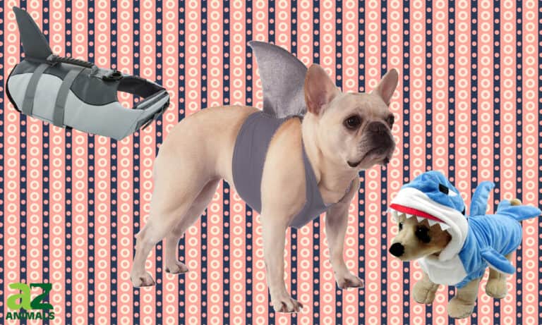 Dog Shark Costumes
