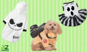 Shop the Best Dog Ghost Costumes Picture