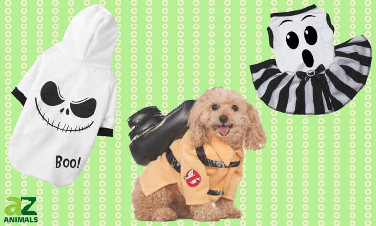 Dog Ghost Costumes
