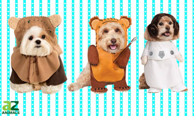Ewok Dog Costumes