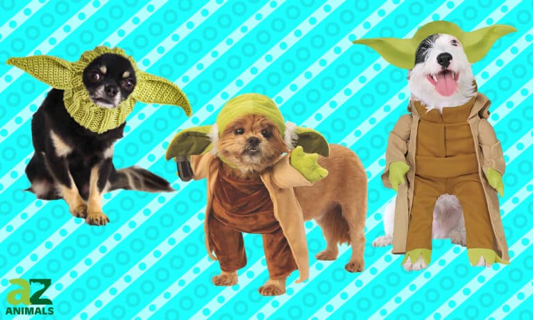 Yoda Dog Costumes