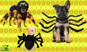 The Best Dog Spider Costumes Picture