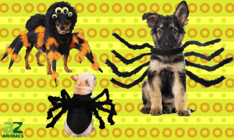 Dog Spider Costumes