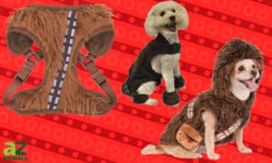Here Are the Best Chewbacca Dog Costumes Picture