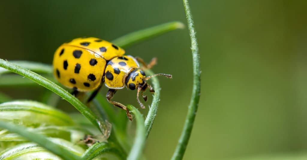 Yellow Animal – 22-spot ladybird