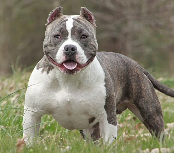 Gray and white American bully pocket on grass