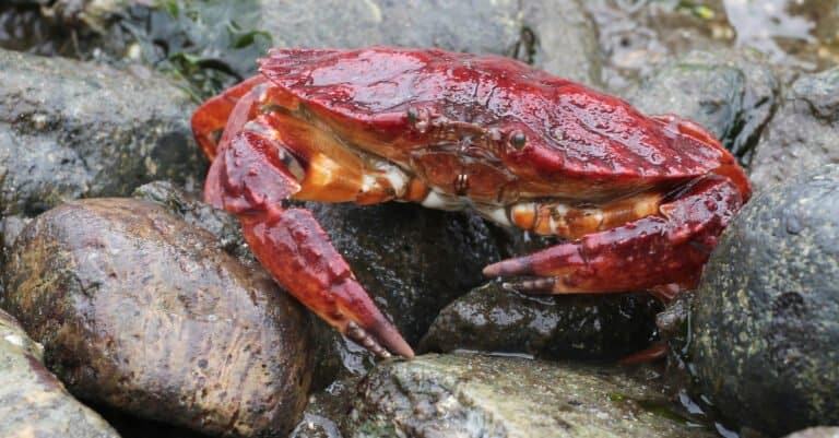 A Red Rock Crab at Low Tide