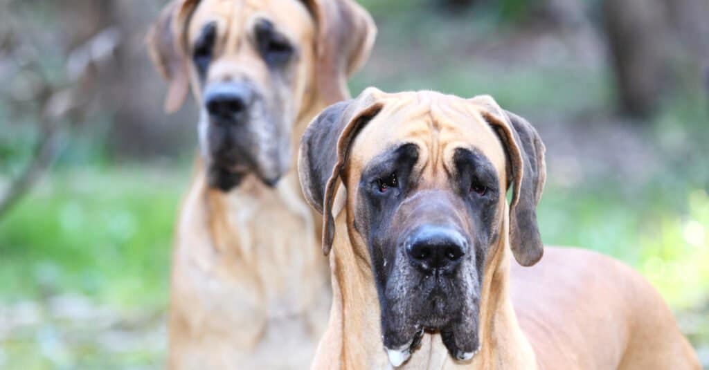 How Old Is The World’s Oldest Great Dane? - A-Z Animals