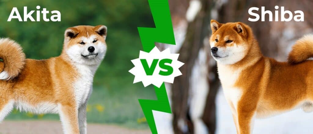 Akita vs Shiba